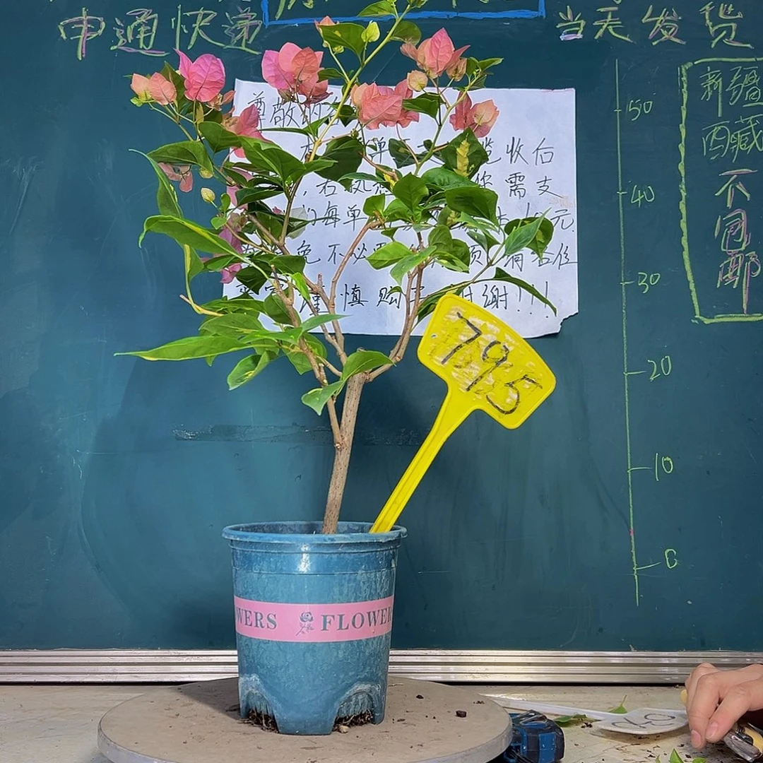 当前无花栽培后可以开花金心橙白795