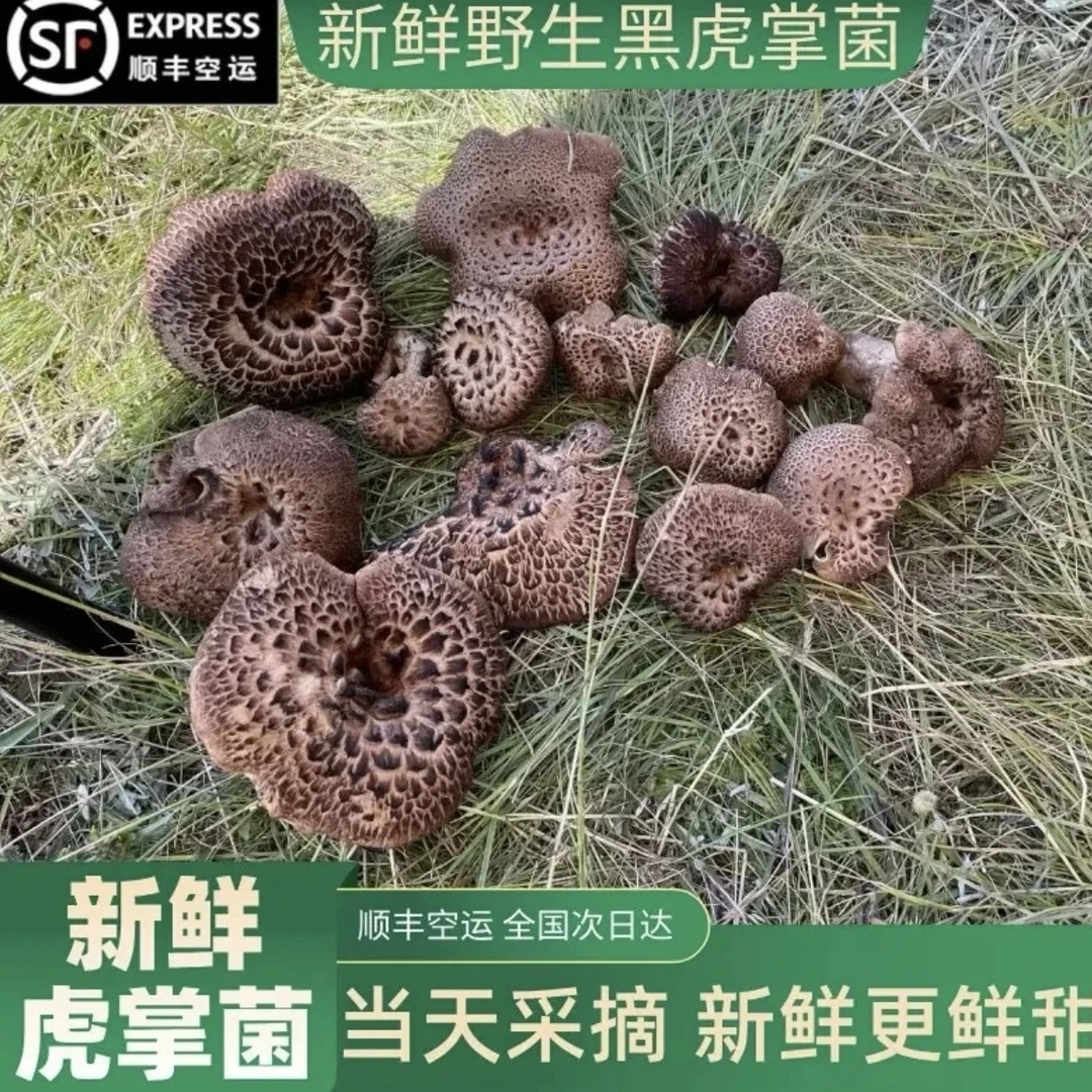 藏区川西高原野生新鲜黑虎掌菌顺丰空运