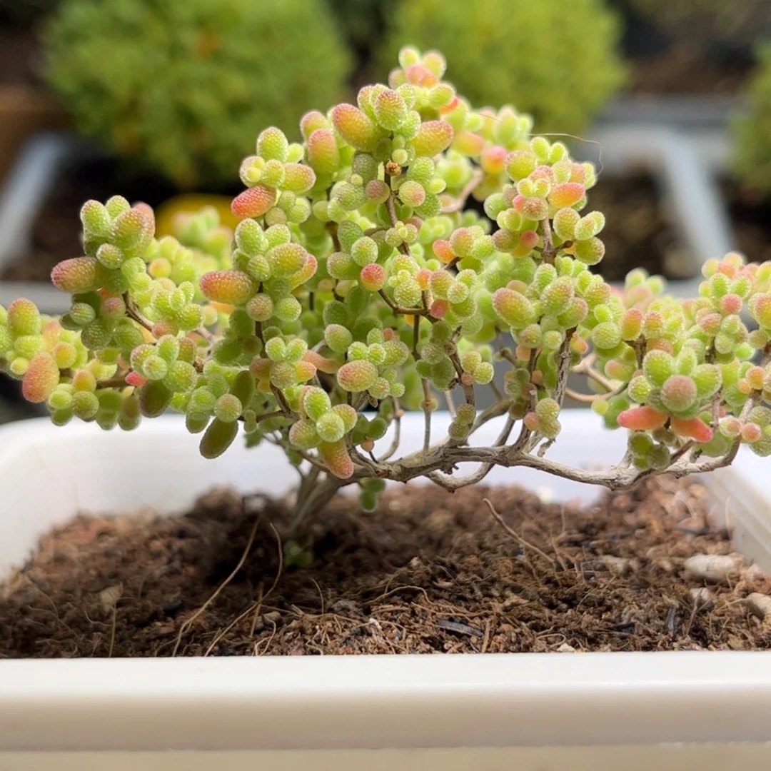 008蜜桔糖球枝干优选