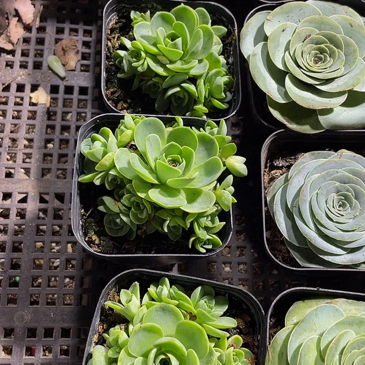 山地玫瑰群带盆土发