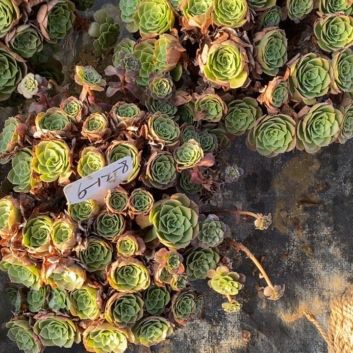 万圣节2棵8号111111111