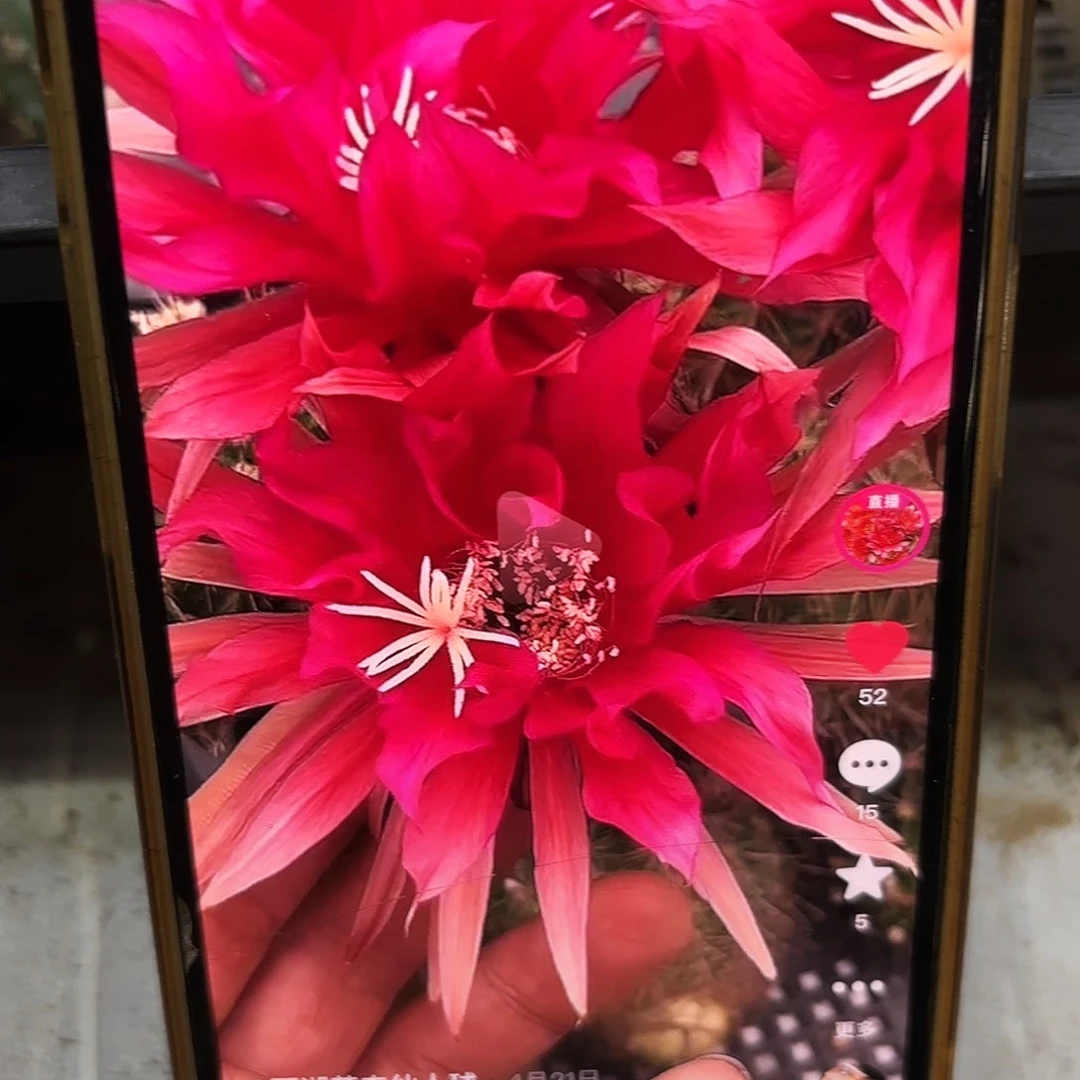 天狼星彩侧牙20包邮仙人球