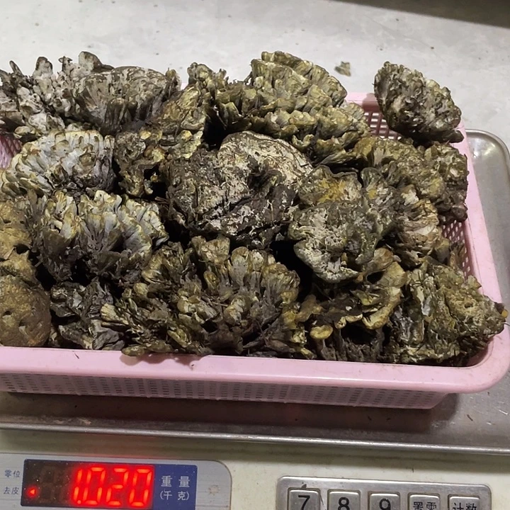 干巴菌超好吃中国大陆