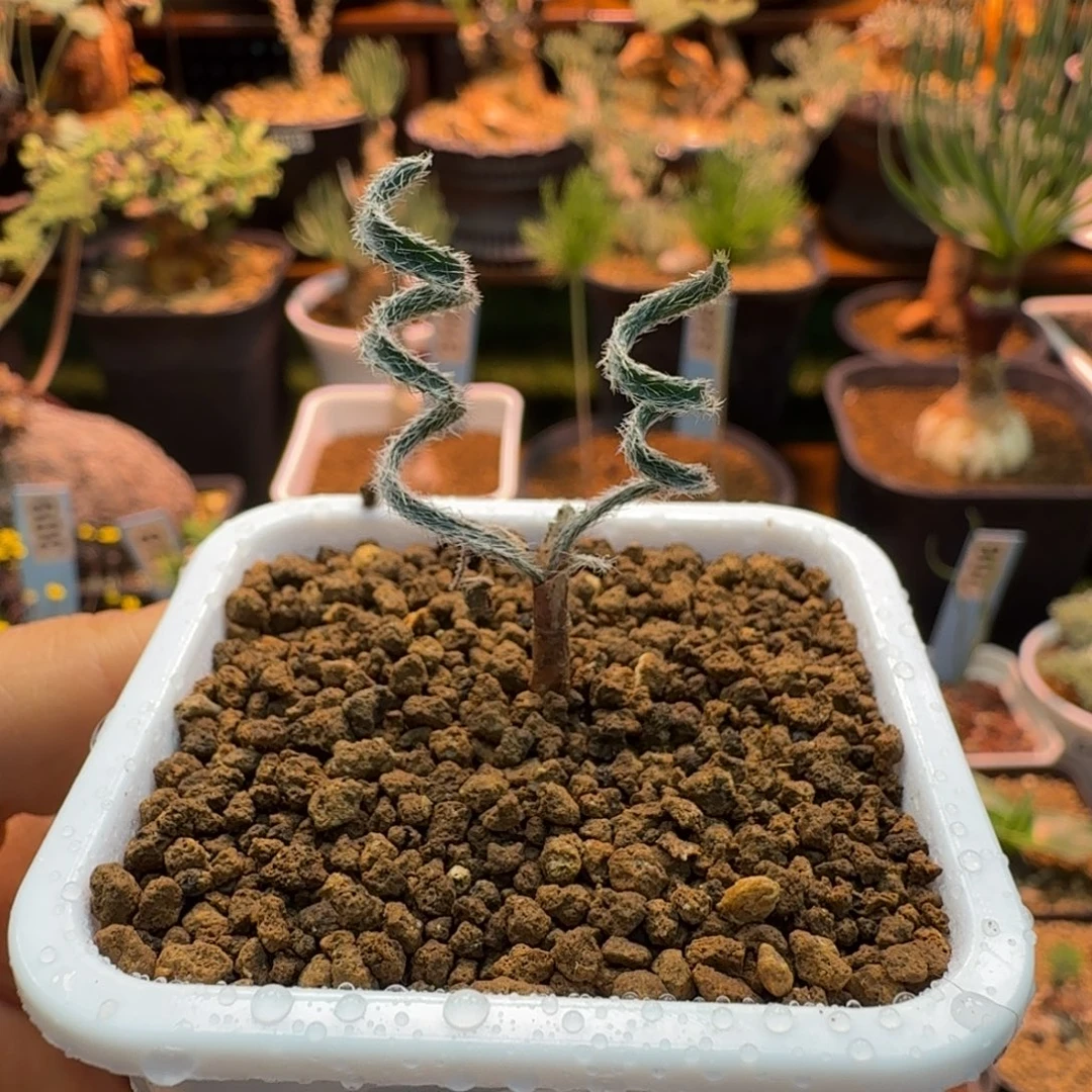 毛叶G V弹簧草677 仙人球