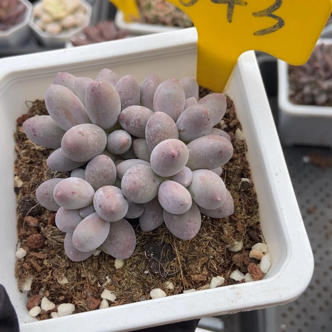 643汤圆多肉植物多肉