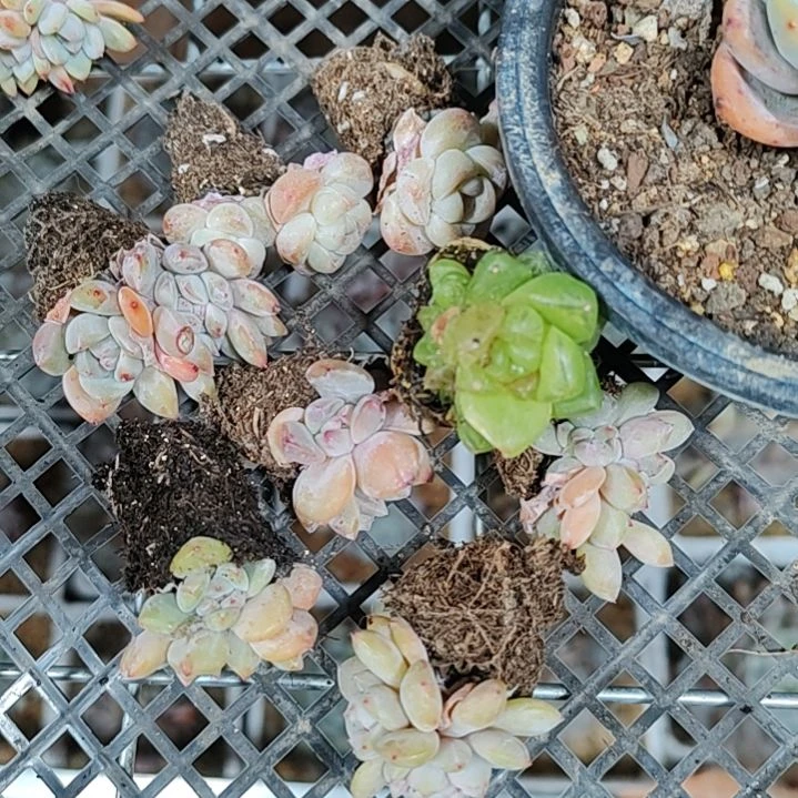 正版橙子冰玉包邮