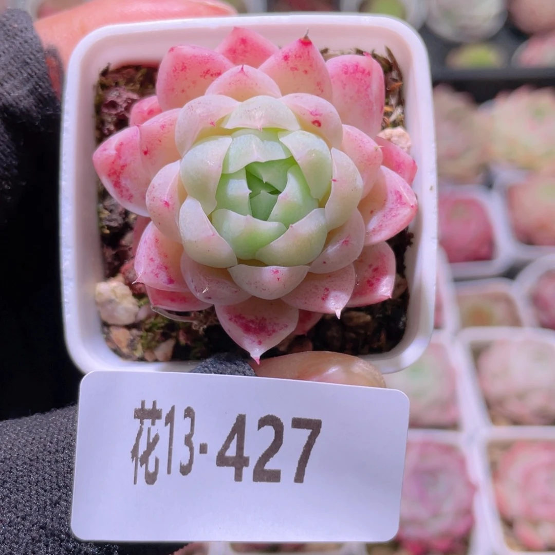 花利美13-427美瞳