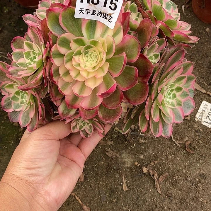 多肉植物孔雀玲815多肉