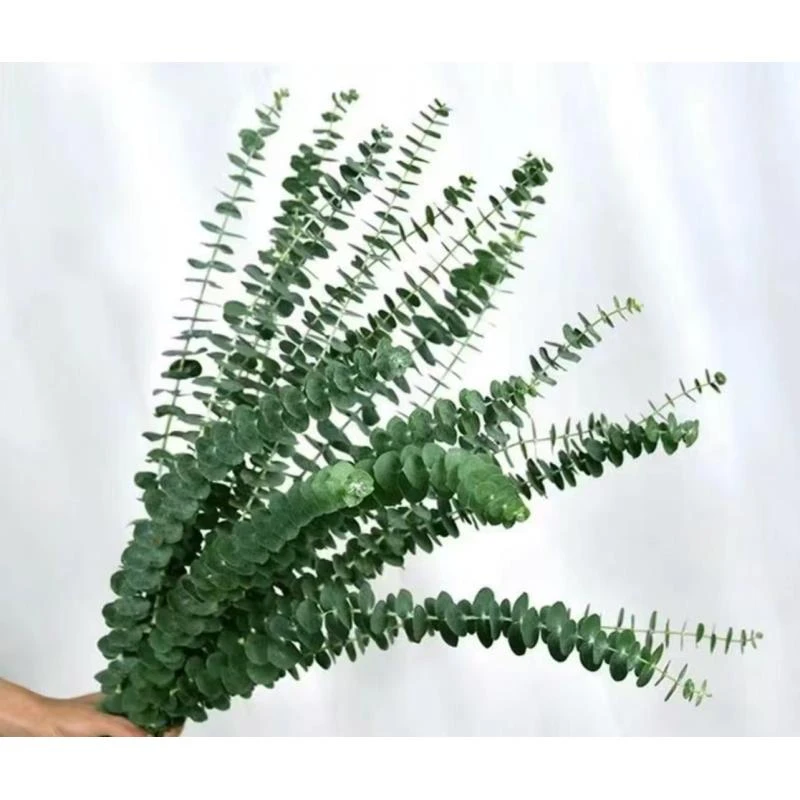 尤加利叶 全场任意两单顺丰/京东