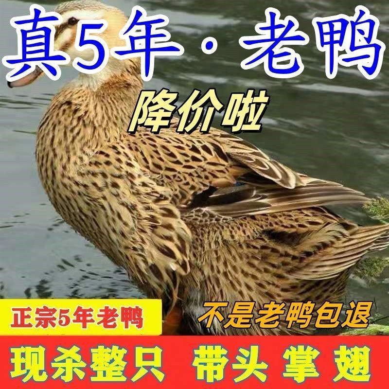 散养五年老鸭子土鸭农家水养老鸭鸭肉整只土鸭新鲜现杀鸭肉批发