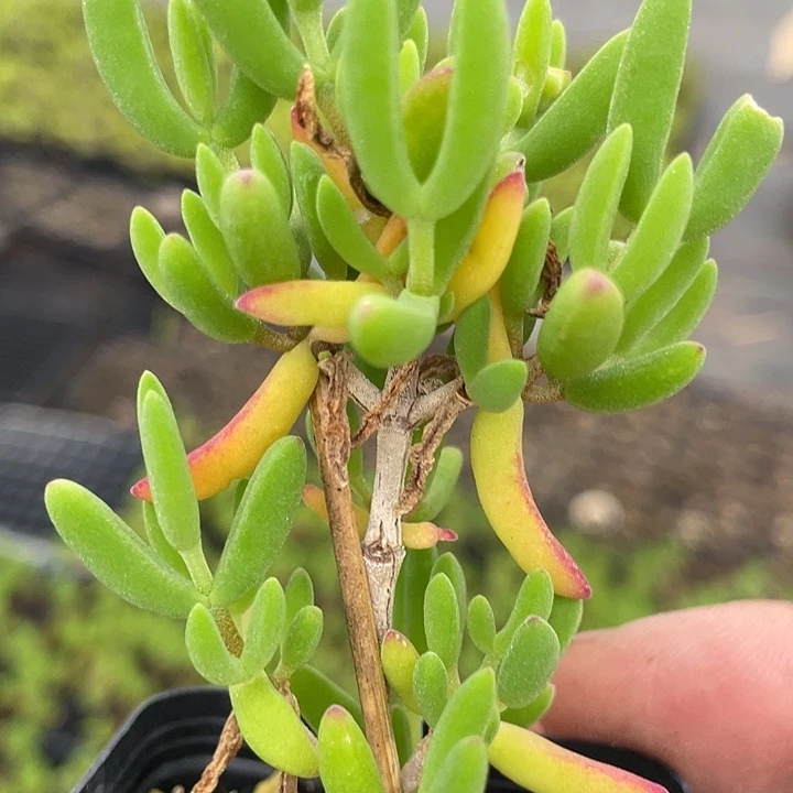 香蕉老桩精品55杯