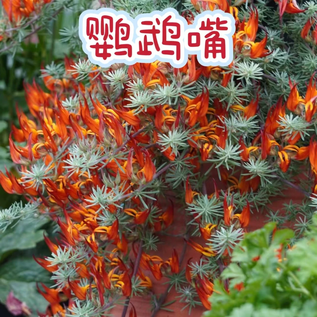 【鹦鹉嘴】盆栽花苗 阳台垂钓花卉 好养护花量大