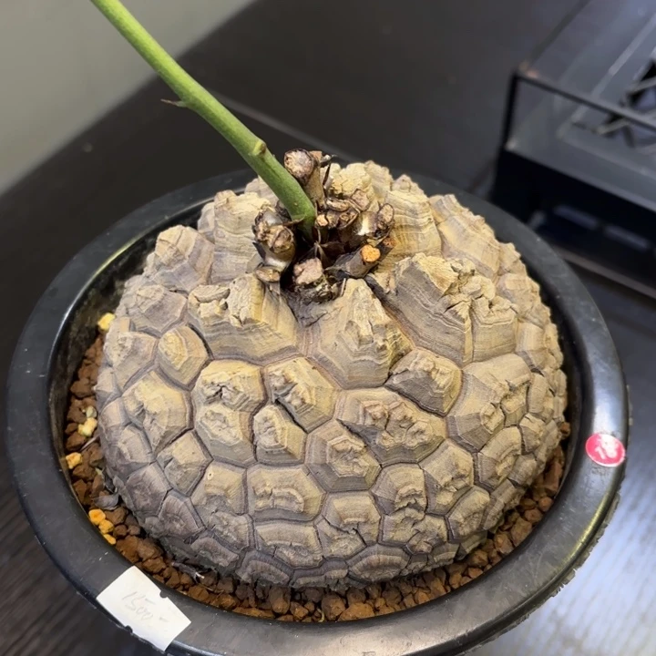 2号日系南非龟甲龙13厘米