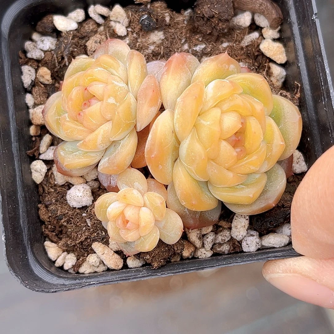 979 枫吟珍妮 满18包邮