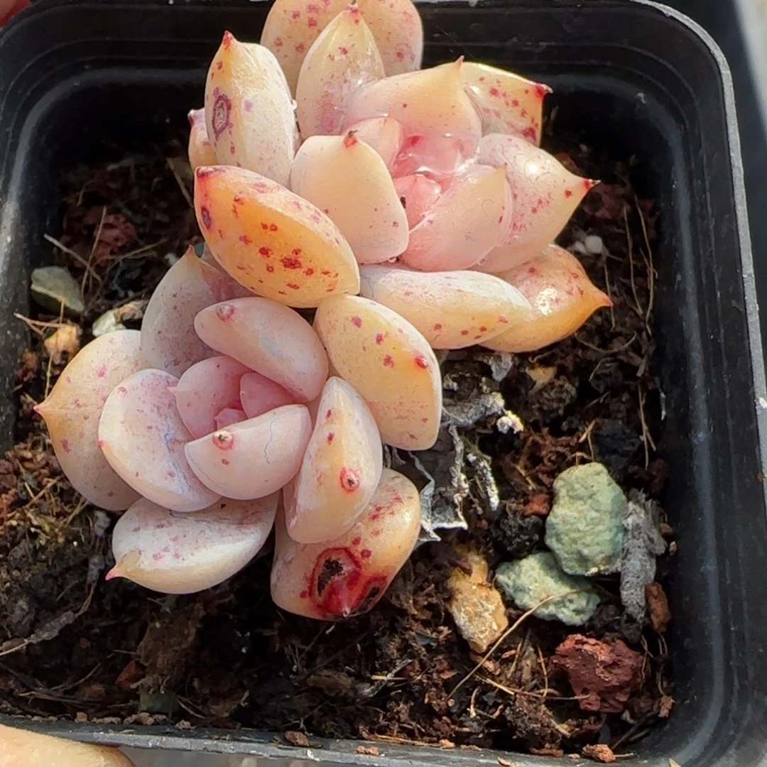 多肉小卡拉米糖心一物一拍