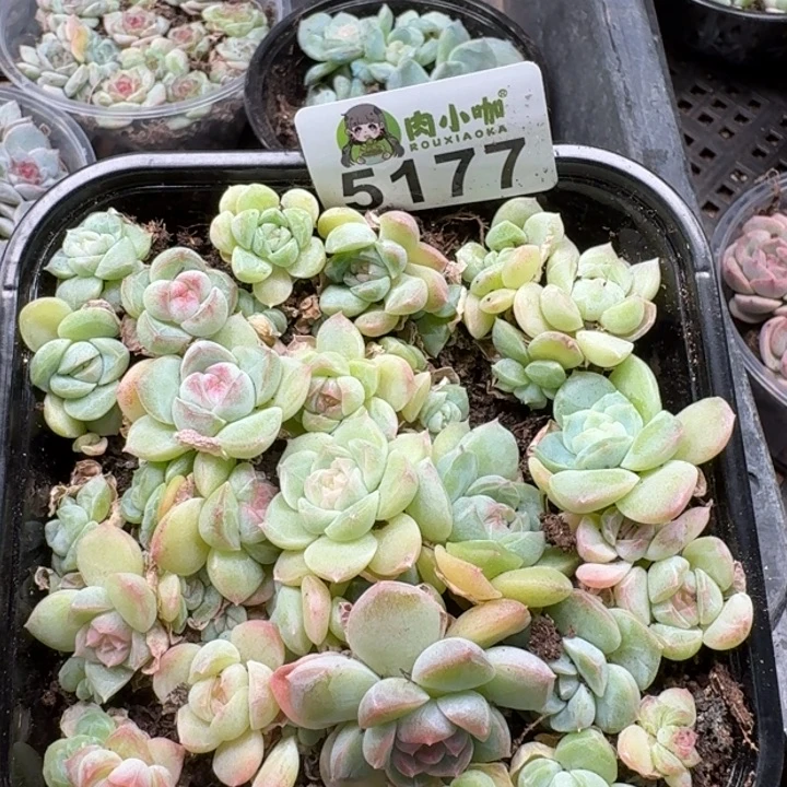 多肉植物多肉植物
