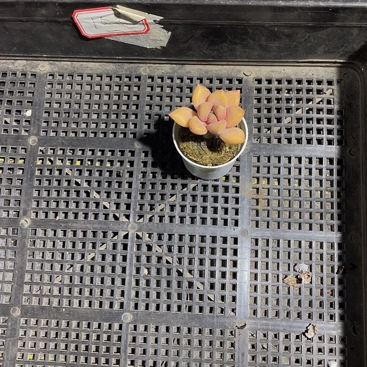 T*.16号筐带盆土发