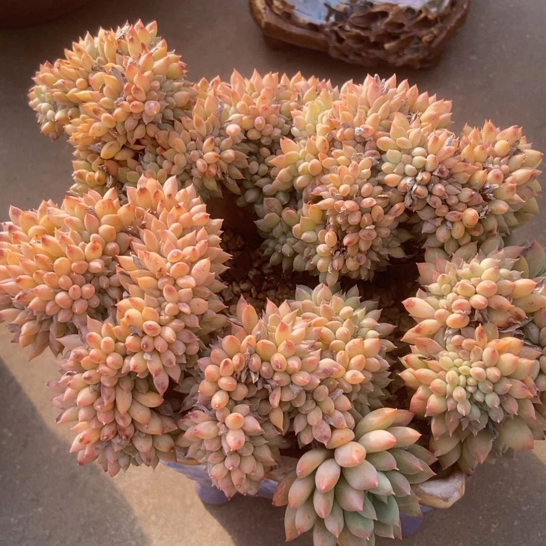 汐****?松果美人缀化生多肉多肉多肉多肉