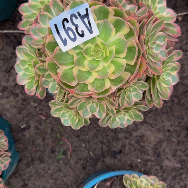 运何花30-37包邮花花