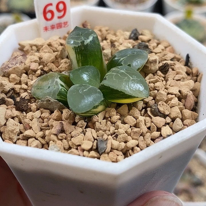 69火凤凰克锦一物一拍