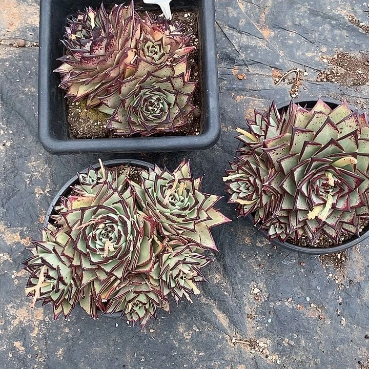 电*大419———直播福利3个