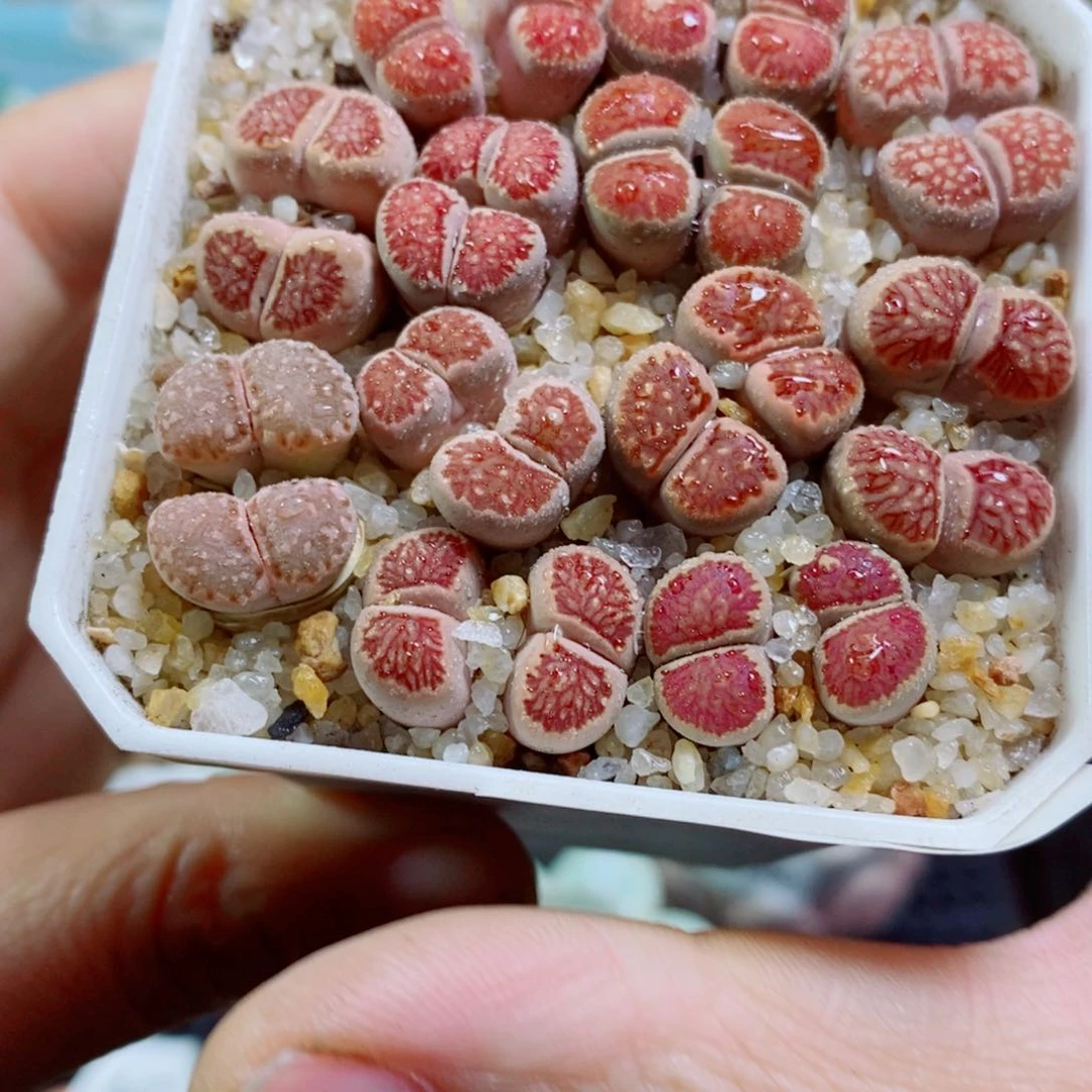 布****4其实哈哈哈哈哈哈哈哈230