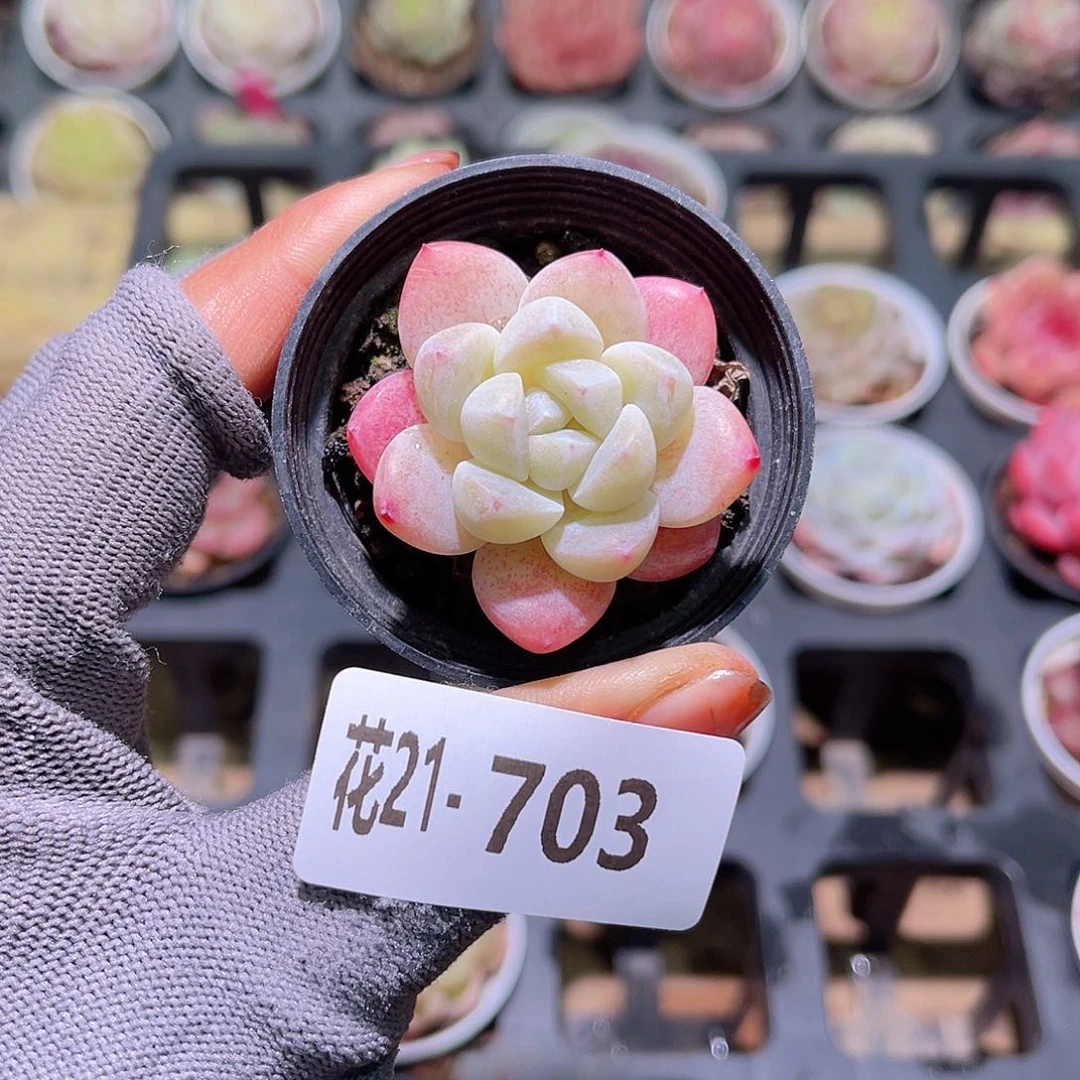 花21-703皓月单头