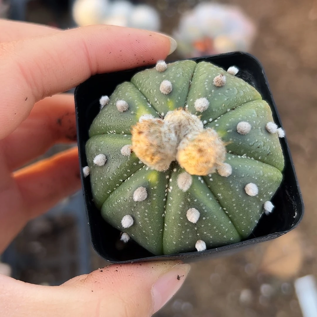 星斗儿木木植物植物中央音乐学院