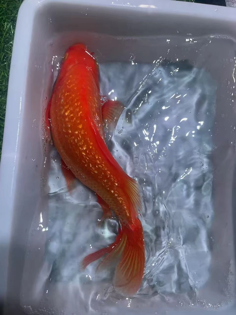 血统锦鲤  闪鳞 火鲤