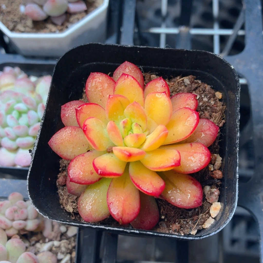 叮当锦多肉9.9包邮发货