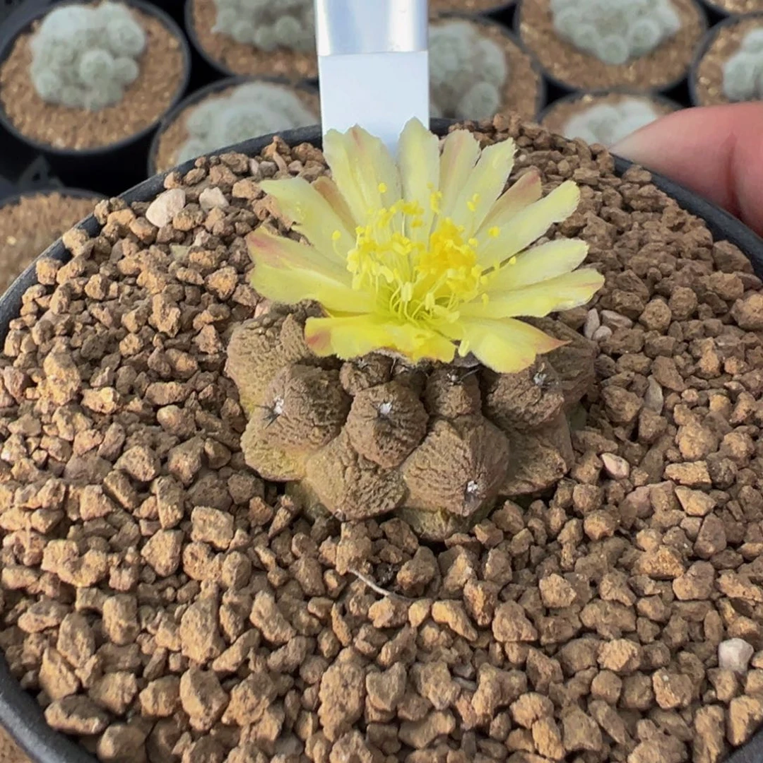195实生根蜥蜴皮多肉植物带盆土