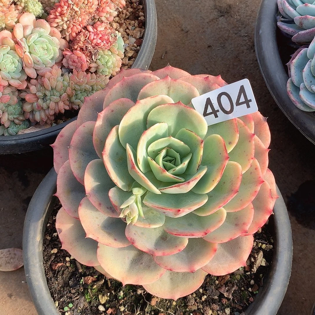 404白雪一物一拍多肉