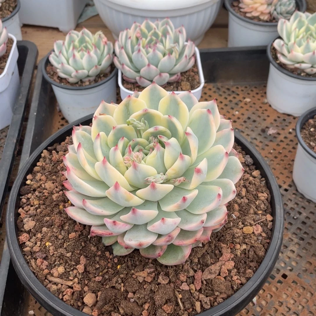 淘多肉吉娃娃景一个