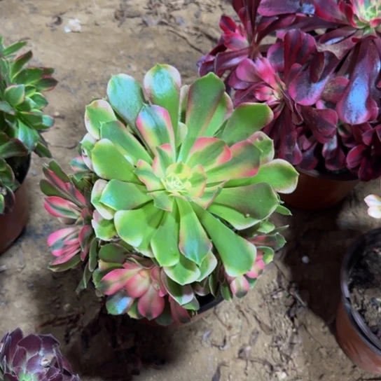 香妃法师9.9多肉植物