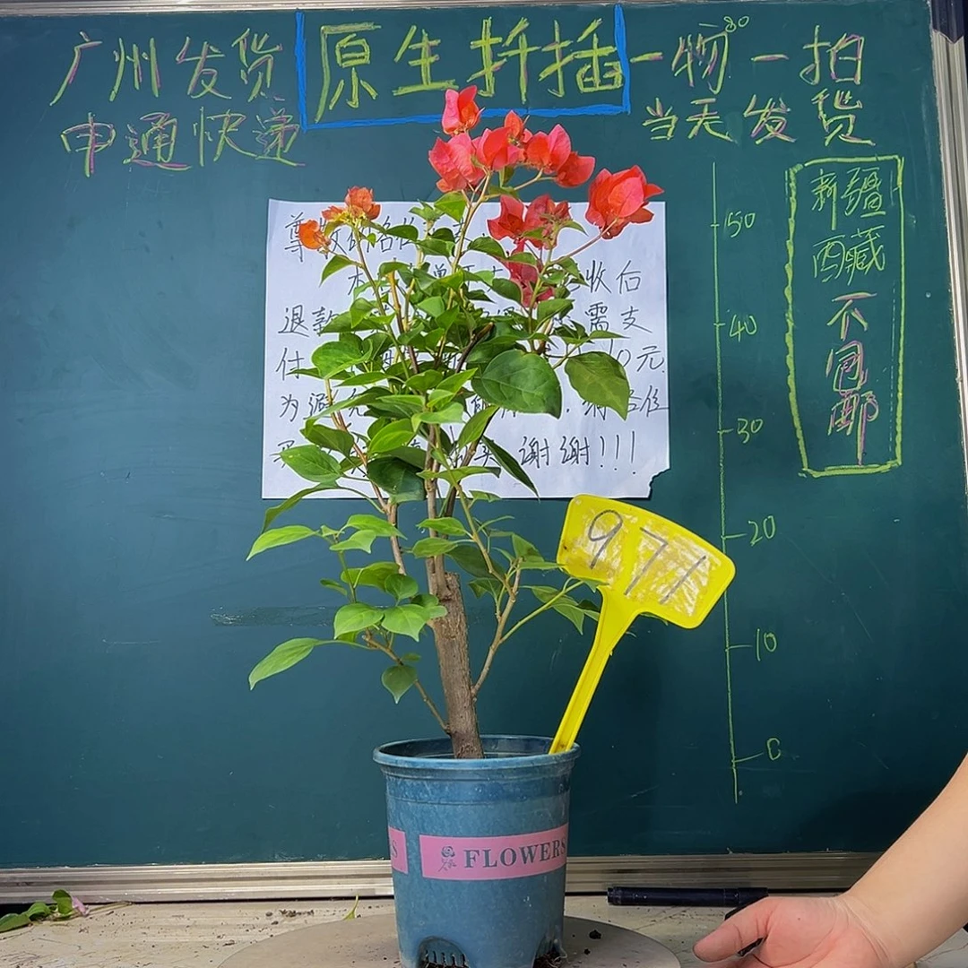 当前无花栽培后可以开花粗杆 暗斑夕阳红971