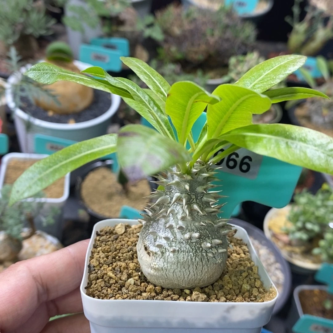 慧比大黑多肉植物