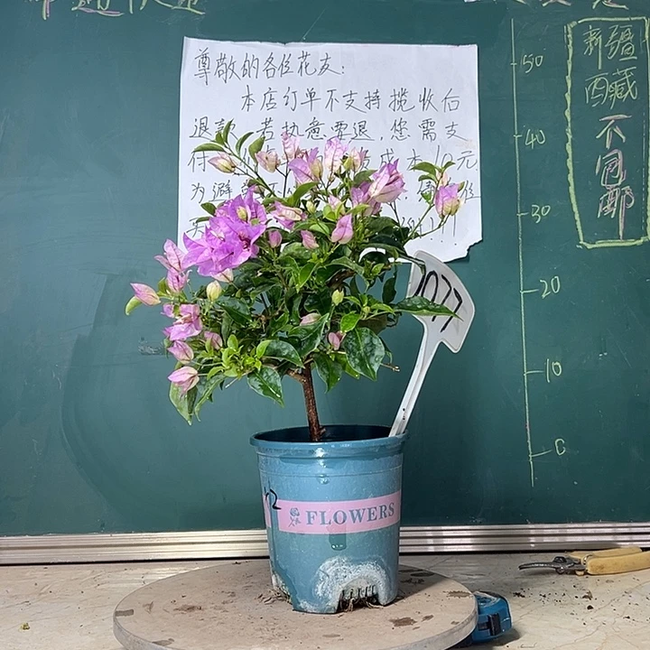 当前无花栽培后可以开花 雪紫  2077