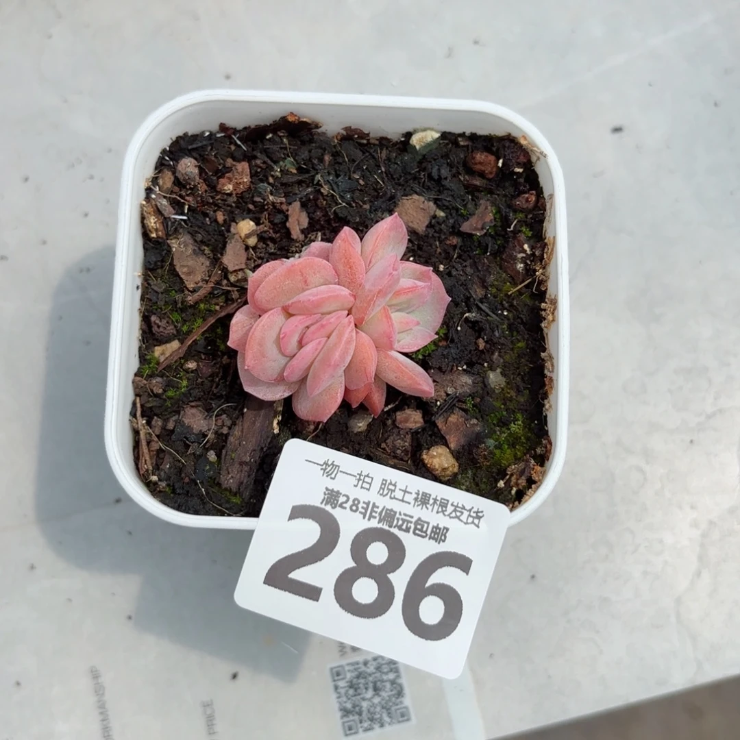 石化橘子冰无盆土发货