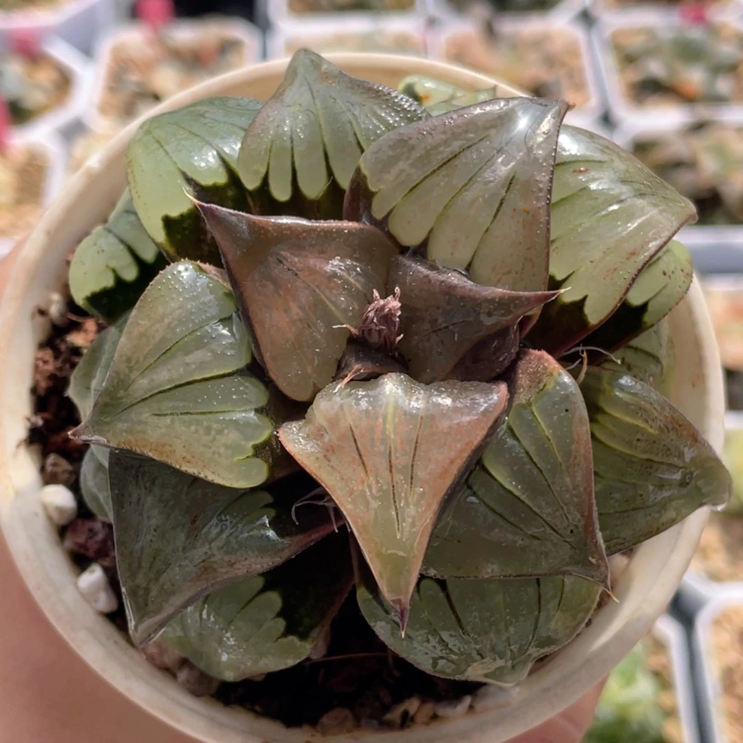 58媚凤 多肉十二卷20包邮