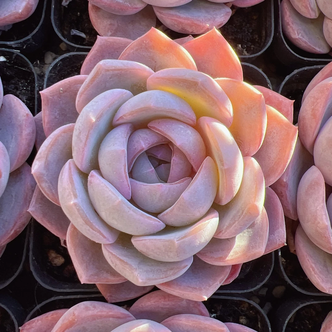 70#单头梦之蓝-脱土发货