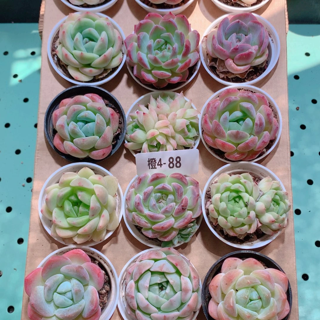 4-88一物一拍带盆18颗