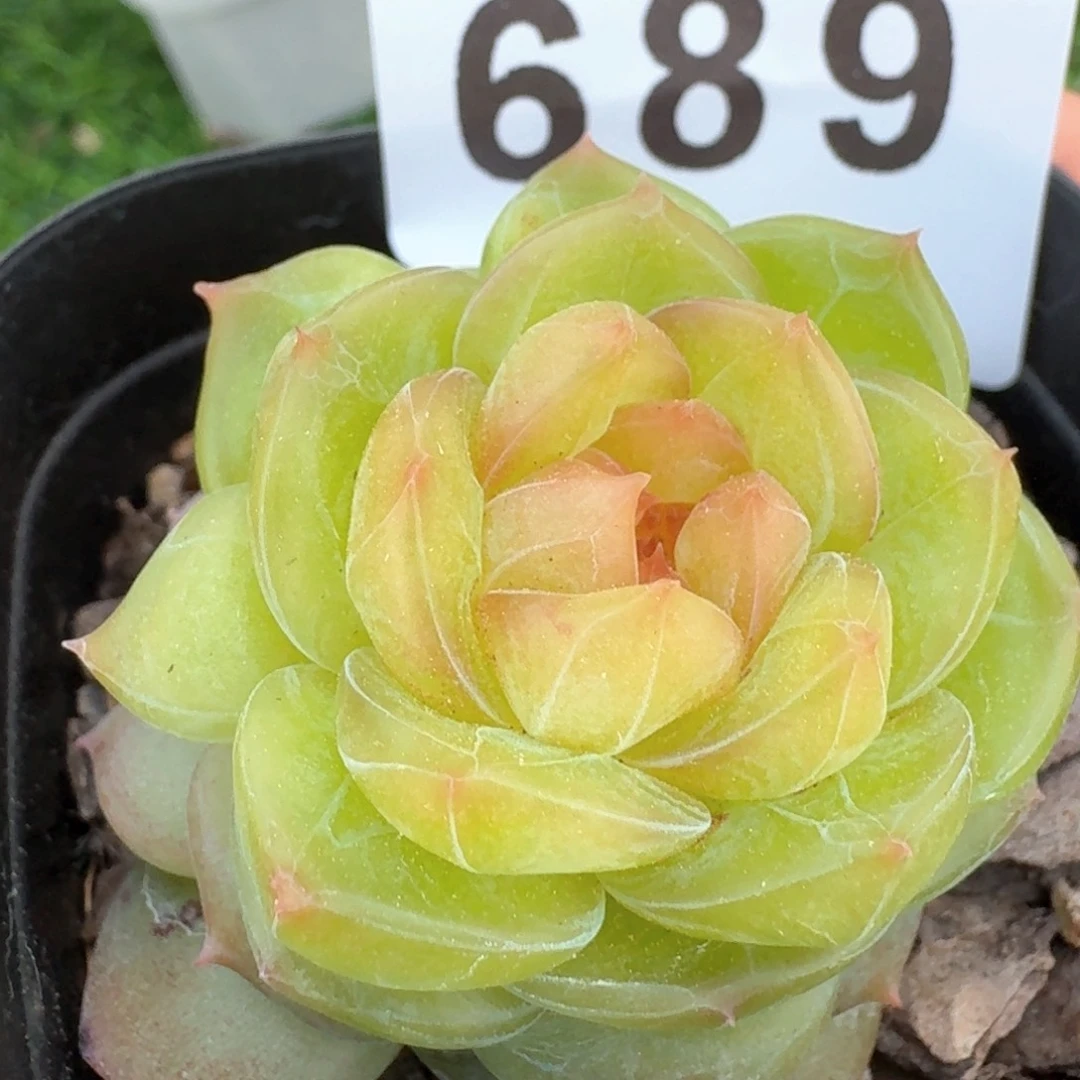 透绿体珍妮         多肉植物