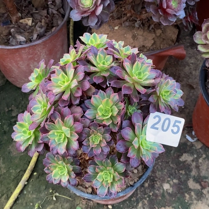 205安娜朵朵多肉