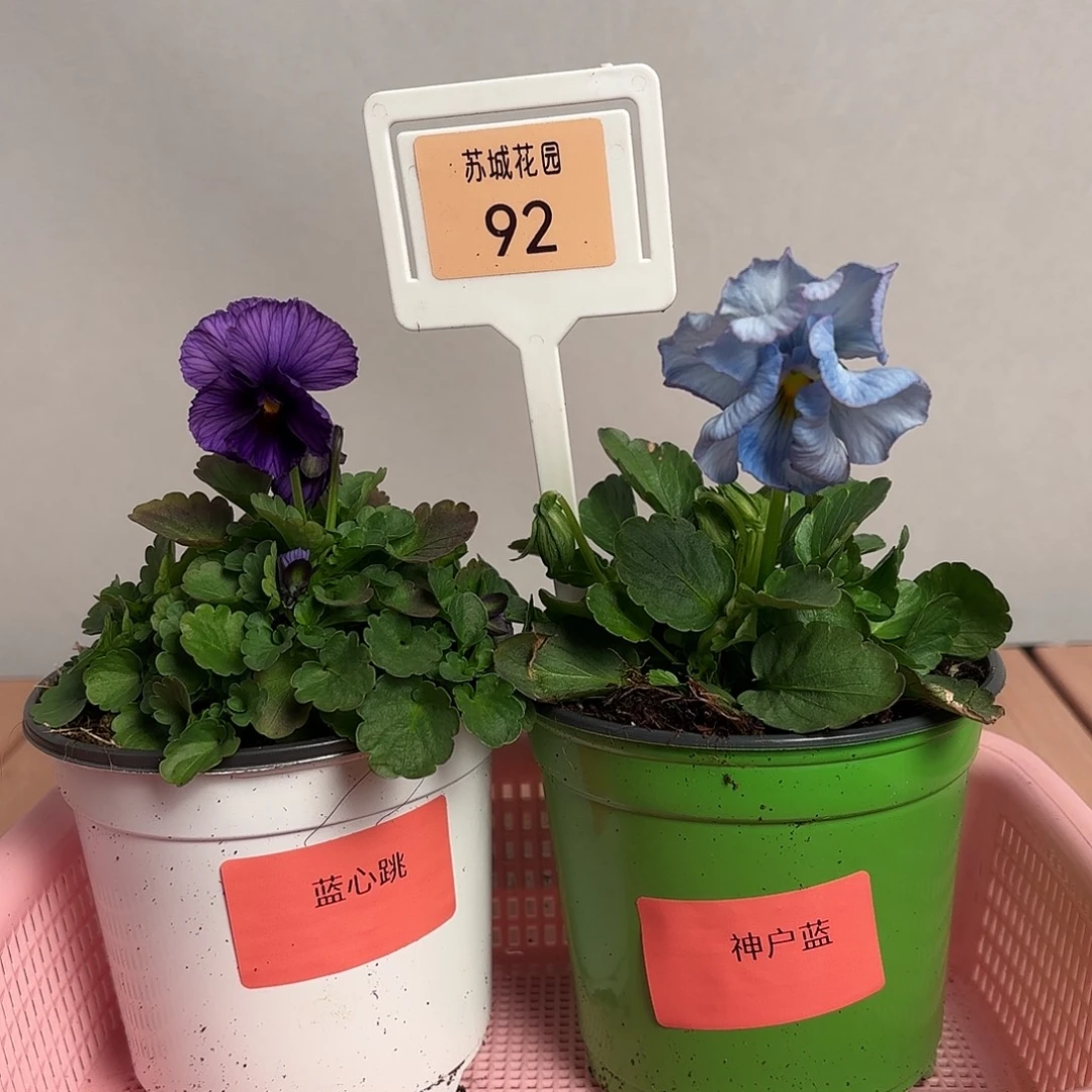 大部分开放少量花苞92