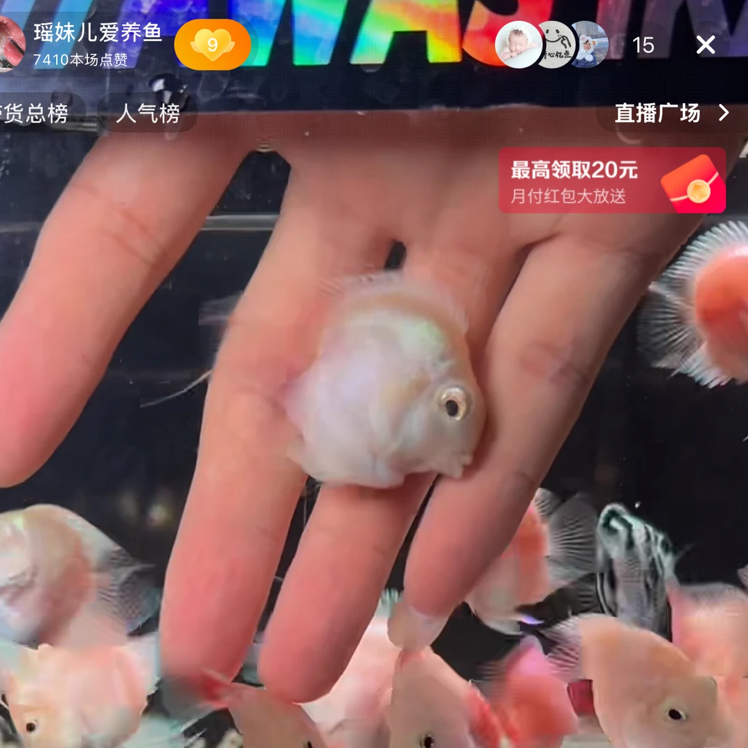 迷你鹦鹉鱼 精品白金一条