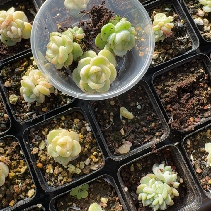 多****191清橙珍妮饭盒一组三颗