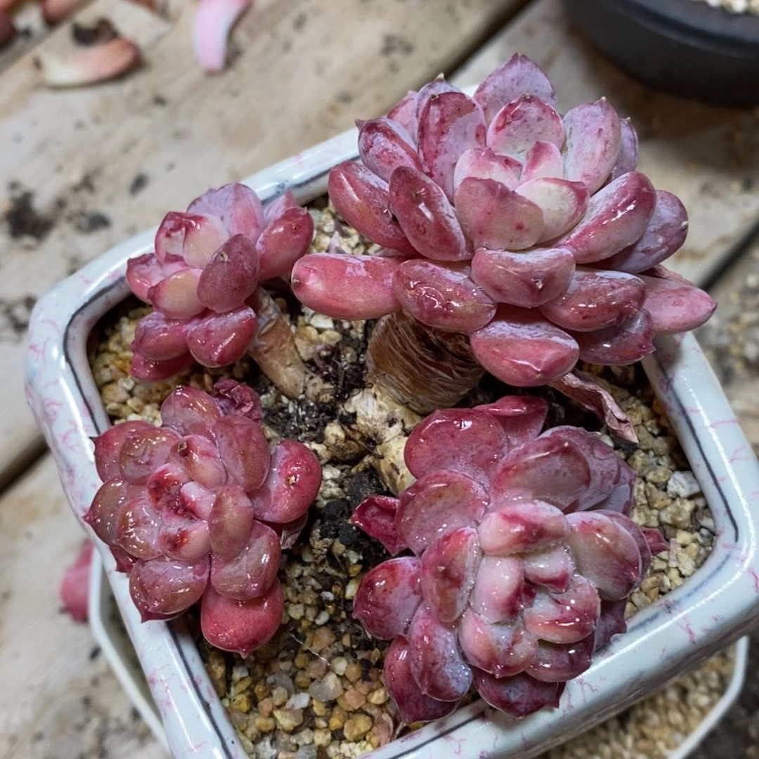 小**.健健康康快快乐乐多肉