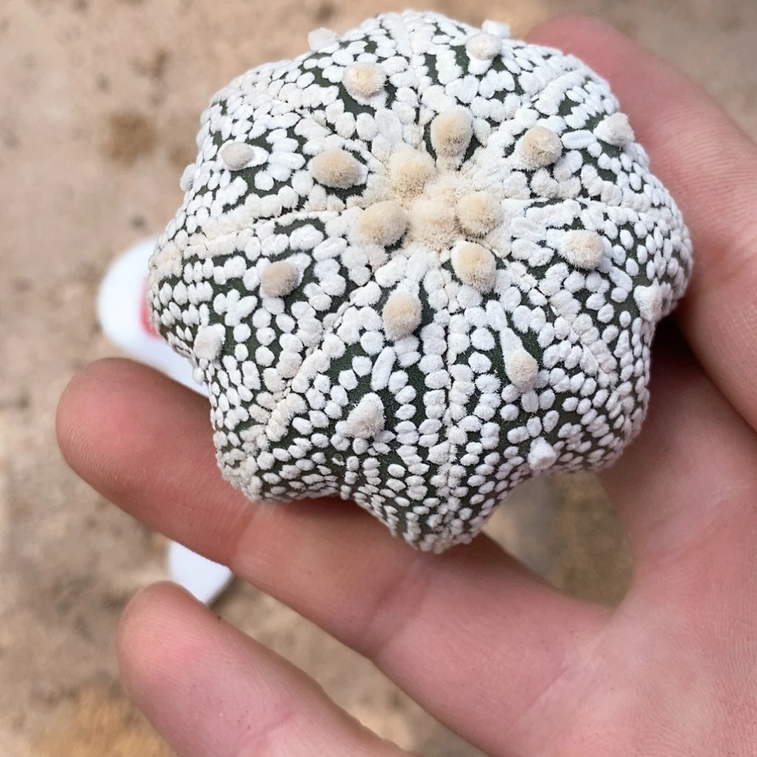 633海星奇迹兜系列
