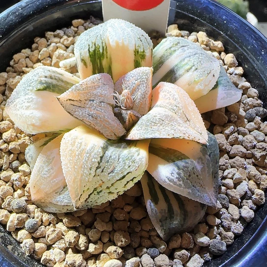 265号白银锦一物一拍带盆土