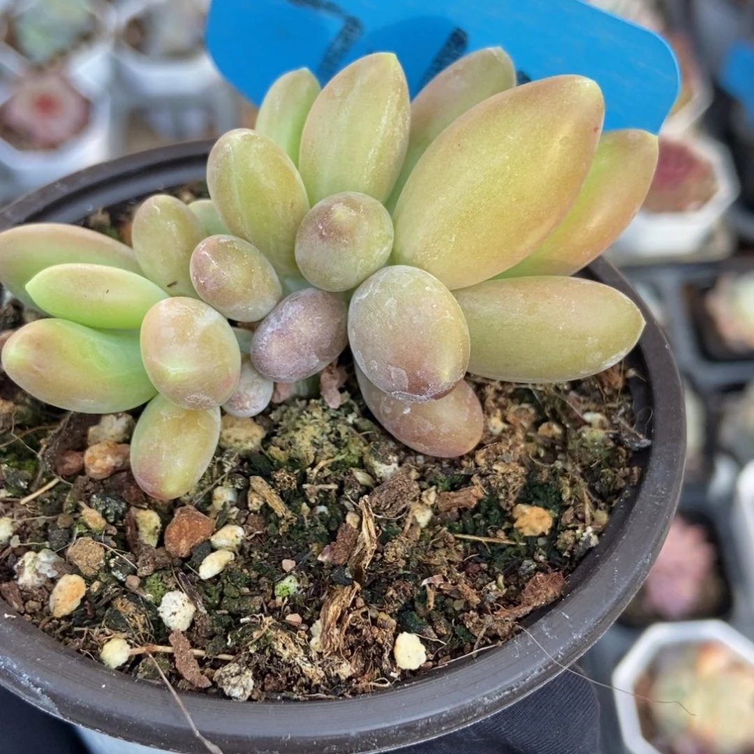 7064芒果美人多肉植物